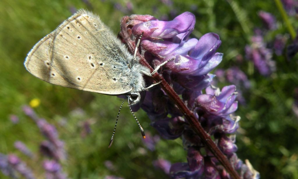 Forse Lycaena hippothoe eurydame?